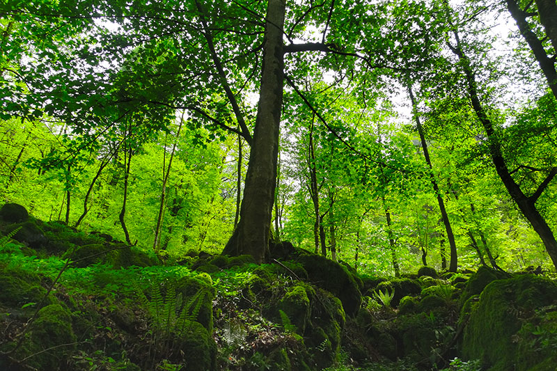 Välkommen-till-vår-digitala-sommarlansering!